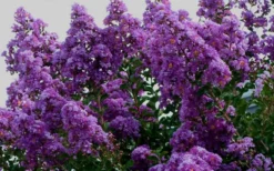 Twilight Purple Crape Myrtle - 7 Gallon Pot (3-4') -Herbers Zone picture crape myrtle twilight 1 6