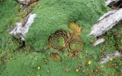 Elfin Creeping Thyme (Thymus Serpyllum 'Elfin') - 5 Pack Of Quart Pots -Herbers Zone picture creeping thyme elfin 4 2