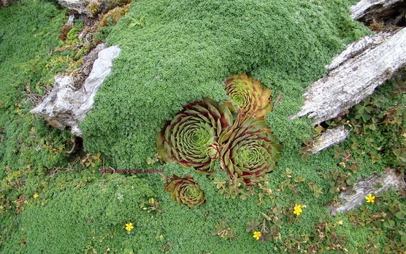 Elfin Creeping Thyme - Thymus Serphyllum - 10 Pack Of 4" Pint Pots 5 Elfin Creeping Thyme - Thymus Serphyllum - 10 Pack Of 4" Pint Pots - Image 5
