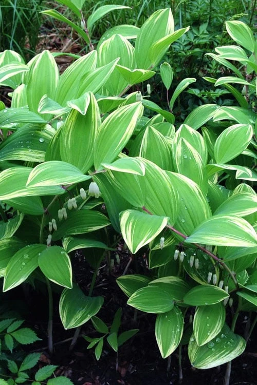 Variegated Solomons Seal (Polygonatum Falcatum 'Variegatum') - 1 Gallon Pot 8 Variegated Solomons Seal (Polygonatum Falcatum 'Variegatum') - 1 Gallon Pot - Image 8