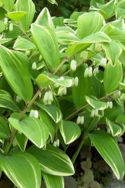 Variegated Solomons Seal (Polygonatum Falcatum 'Variegatum') - 1 Gallon Pot 14 Variegated Solomons Seal (Polygonatum Falcatum 'Variegatum') - 1 Gallon Pot -Herbers Zone polygonatum falcatum variegatum solomons seal 12