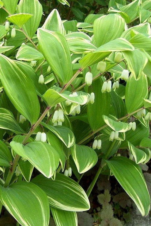 Variegated Solomons Seal (Polygonatum Falcatum 'Variegatum') - 1 Gallon Pot 7 Variegated Solomons Seal (Polygonatum Falcatum 'Variegatum') - 1 Gallon Pot - Image 7
