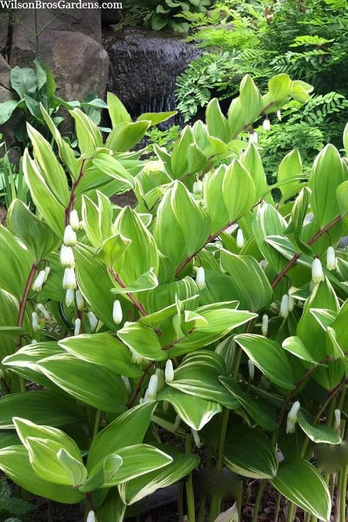 Variegated Solomons Seal (Polygonatum Falcatum 'Variegatum') - 1 Gallon Pot 1 Variegated Solomons Seal (Polygonatum Falcatum 'Variegatum') - 1 Gallon Pot