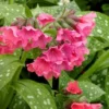 Shrimps On The Barbie Pulmonaria (Bethlehem Sage) - 6 Pack Of 1 Gallon Pots