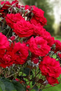 Oh My! Floribunda Tree Rose - 7 Gallon Pot 7 Oh My! Floribunda Tree Rose - 7 Gallon Pot -Herbers Zone rosa oh my floribunda rose 2