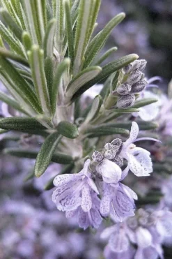 Gorizia Barbecue Skewers Rosemary - 1 Gallon Pot -Herbers Zone rosmarinus officinalis gorizia rosemary 7