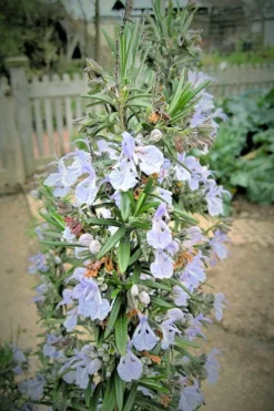 Gorizia Barbecue Skewers Rosemary - 1 Gallon Pot -Herbers Zone rosmarinus officinalis gorizia rosemary 9