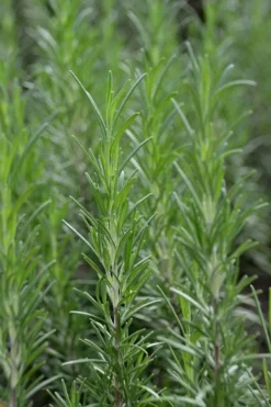 Madeline Hill Rosemary - 1 Gallon Pot -Herbers Zone rosmarinus officinalis madalene hill hardy rosemary 2