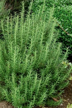 Madeline Hill Rosemary - 1 Gallon Pot -Herbers Zone rosmarinus officinalis madalene hill hardy rosemary 5