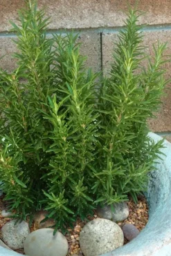 Madeline Hill Rosemary - 1 Gallon Pot -Herbers Zone rosmarinus officinalis madalene hill hardy rosemary 8