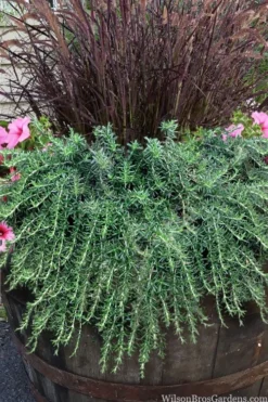 Prostrate Creeping Rosemary - 1 Gallon Pot -Herbers Zone rosmarinus officinalis prostratus creeping rosemary 103
