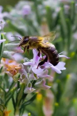 Salem Rosemary - 6 Pack Of Pint Pots -Herbers Zone rosmarinus officinalis salem rosemary 6