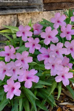 Katie Pink Dwarf Mexican Petunia (Ruellia) - 10 Pack Quart Pots -Herbers Zone ruellia katie pink dwarf mexican petunia 11 1