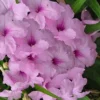 Katie Pink Dwarf Mexican Petunia (Ruellia) - 5 Pack Quart Pots