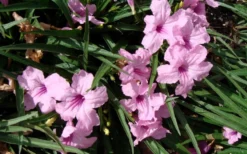 Katie Pink Dwarf Mexican Petunia (Ruellia) - 10 Pack Quart Pots -Herbers Zone ruellia katie pink dwarf mexican petunia 5
