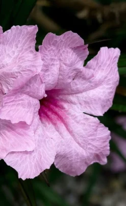 Katie Pink Dwarf Mexican Petunia (Ruellia) - 10 Pack Quart Pots -Herbers Zone ruellia katie pink dwarf mexican petunia 7 1