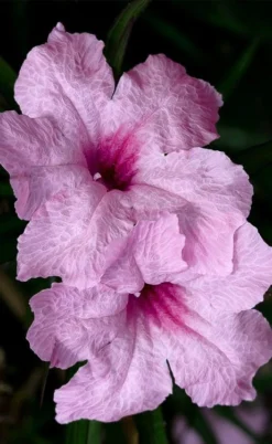 Katie Pink Dwarf Mexican Petunia (Ruellia) - 5 Pack Quart Pots -Herbers Zone ruellia katie pink dwarf mexican petunia 8