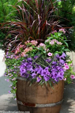Katie Purple Dwarf Mexican Petunia (Ruellia) - 5 Pack Quart Pots -Herbers Zone ruellia katie purple dwarf mexican petunia 10