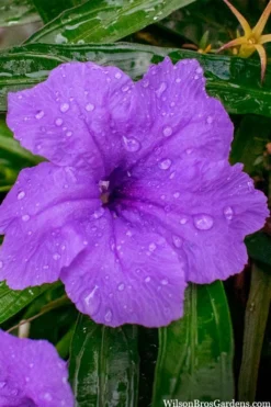 Katie Purple Dwarf Mexican Petunia (Ruellia) - 5 Pack Quart Pots -Herbers Zone ruellia katie purple dwarf mexican petunia 12