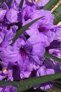 Katie Purple Dwarf Mexican Petunia (Ruellia) - 5 Pack Quart Pots -Herbers Zone ruellia katie purple dwarf mexican petunia 6