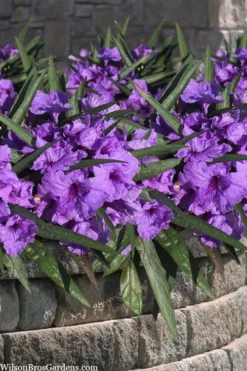 Katie Purple Dwarf Mexican Petunia (Ruellia) - 5 Pack Quart Pots -Herbers Zone ruellia katie purple dwarf mexican petunia 8