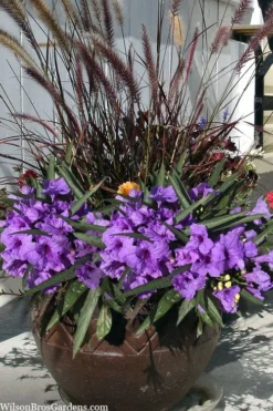 Katie Purple Dwarf Mexican Petunia (Ruellia) - 5 Pack Quart Pots -Herbers Zone ruellia katie purple dwarf mexican petunia 9