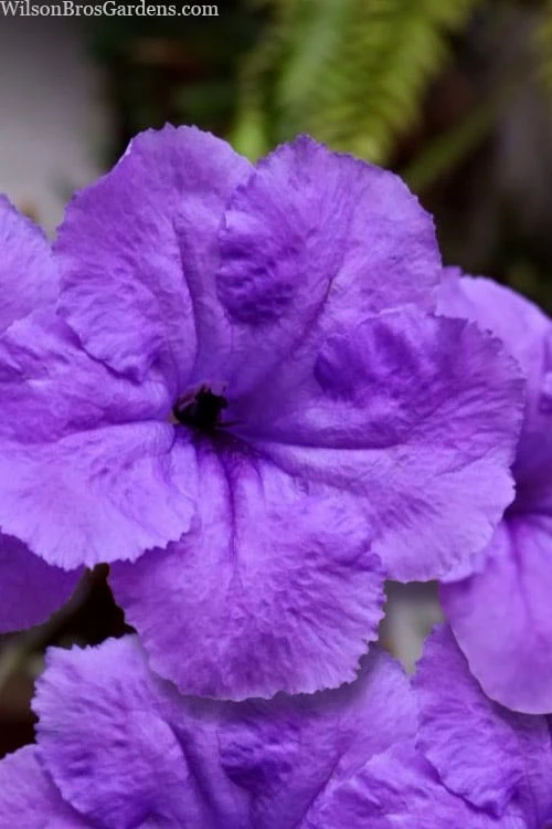 Purple Showers Mexican Petunia - Ruellia - 1 Gallon Pot 3 Purple Showers Mexican Petunia - Ruellia - 1 Gallon Pot - Image 3