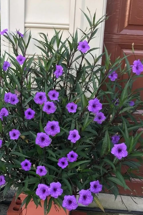 Purple Showers Mexican Petunia - Ruellia - 1 Gallon Pot 1 Purple Showers Mexican Petunia - Ruellia - 1 Gallon Pot