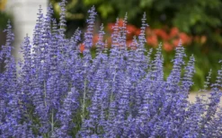 Denim N' Lace Russian Sage (Perovskia) - 1 Gallon Pot -Herbers Zone sage russian denim n lace 800x500 1