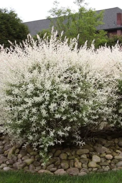 Flamingo Dappled Willow (Shrub Form) - 2 Gallon Pot -Herbers Zone salix integra flamingo dappled willow bush 2