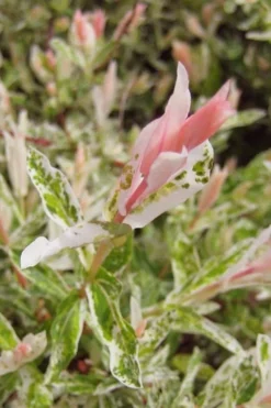 Flamingo Dappled Willow (Shrub Form) - 2 Gallon Pot -Herbers Zone salix integra flamingo dappled willow bush 3
