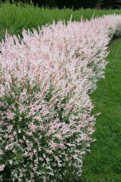Flamingo Dappled Willow (Shrub Form) - 2 Gallon Pot -Herbers Zone salix integra flamingo dappled willow bush 4
