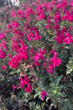 Heatwave Brilliance Salvia (Sage) - 1 Gallon Pot -Herbers Zone salvia greggii heatwave brilliance 10