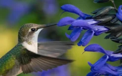 Black And Blue Salvia (Blue Anise Sage) - Salvia Guaranitica - 7.5" Pot -Herbers Zone salvia guaranitica black and blue blue anise sage 22