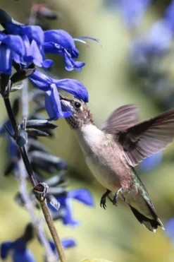 Black And Blue Salvia (Blue Anise Sage) - Salvia Guaranitica - 7.5" Pot -Herbers Zone salvia guaranitica black and blue blue anise sage 23