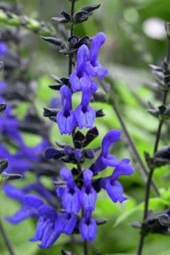 Black And Blue Salvia (Blue Anise Sage) - Salvia Guaranitica - 7.5" Pot -Herbers Zone salvia guaranitica black and blue blue anise sage 24