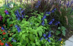 Black And Blue Salvia (Blue Anise Sage) - Salvia Guaranitica - 7.5" Pot -Herbers Zone salvia guaranitica black and blue blue anise sage 26
