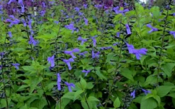 Black And Blue Salvia (Blue Anise Sage) - Salvia Guaranitica - 7.5" Pot -Herbers Zone salvia guaranitica black and blue blue anise sage 27