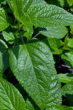 Black And Blue Salvia (Blue Anise Sage) - Salvia Guaranitica - 7.5" Pot -Herbers Zone salvia guaranitica black and blue blue anise sage 28