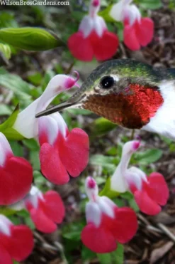 Hot Lips Sage - Salvia Microphylla - 7.5" Pot -Herbers Zone salvia microphylla hot lips sage 102