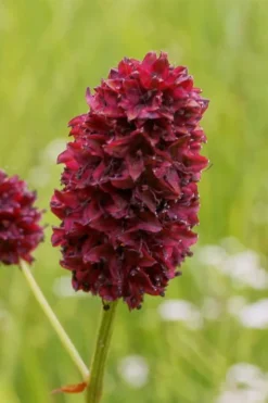Great Burnet (Sanguisorba Officinalis) - 1 Gallon Pot -Herbers Zone sanguisorba officinalis great burnet 2