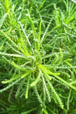 Green Santolina (Lavender Cotton) - 5 Pack Of Quart Pots -Herbers Zone santolina virens green lavender cotton 10