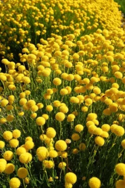 Green Santolina (Lavender Cotton) - 5 Pack Of Quart Pots -Herbers Zone santolina virens green lavender cotton 6