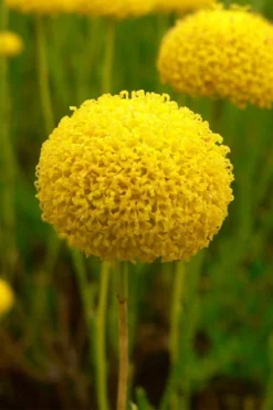 Green Santolina (Lavender Cotton) - 5 Pack Of Quart Pots -Herbers Zone santolina virens green lavender cotton 7