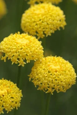 Green Santolina (Lavender Cotton) - 5 Pack Of Quart Pots -Herbers Zone santolina virens green lavender cotton 8