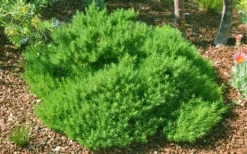 Green Santolina (Lavender Cotton) - 5 Pack Of Quart Pots -Herbers Zone santolina virens green lavender cotton 9