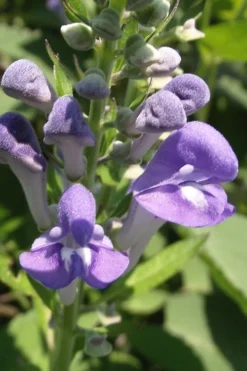 Downy Skullcap (Scutellaria Incana) - 1 Gallon Pot -Herbers Zone scuttelaria incana downy skullcap 1