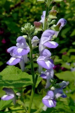 Downy Skullcap (Scutellaria Incana) - 1 Gallon Pot -Herbers Zone scuttelaria incana downy skullcap 2