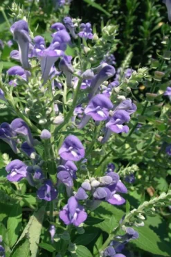 Downy Skullcap (Scutellaria Incana) - 1 Gallon Pot -Herbers Zone scuttelaria incana downy skullcap 4