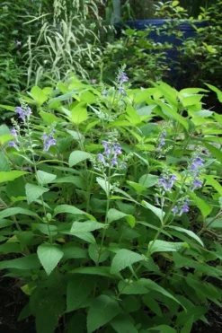 Downy Skullcap (Scutellaria Incana) - 1 Gallon Pot -Herbers Zone scuttelaria incana downy skullcap 6